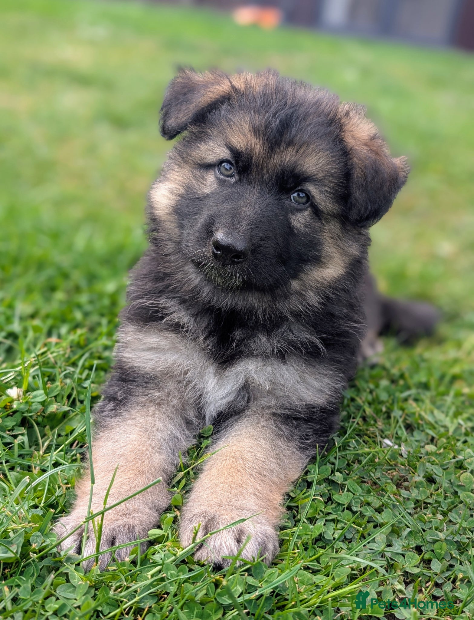 German Shepherd dogs KC Registered German Shepherd Puppies 🐾  - Advert 3