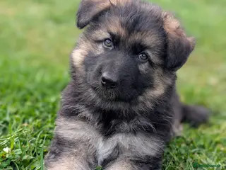 German Shepherd dogs KC Registered German Shepherd Puppies 🐾 - Advert 3