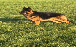 German Shepherd dogs for stud: Herman Kennel Club registered GSD-stud in Doncaster - Image 20