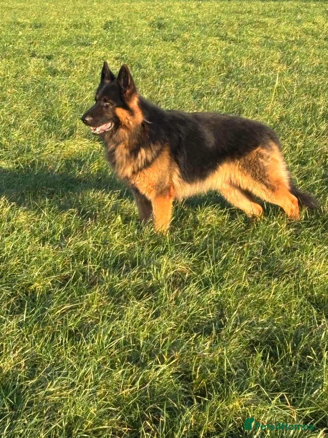 German Shepherd dogs for stud: Herman Kennel Club registered GSD-stud in Doncaster - Image 20