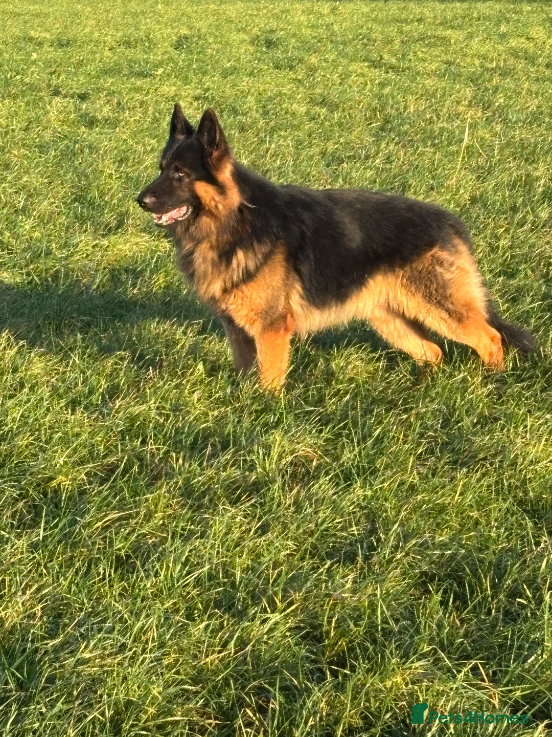 German Shepherd dogs for stud: Herman Kennel Club registered GSD-stud in Doncaster - Advert 20