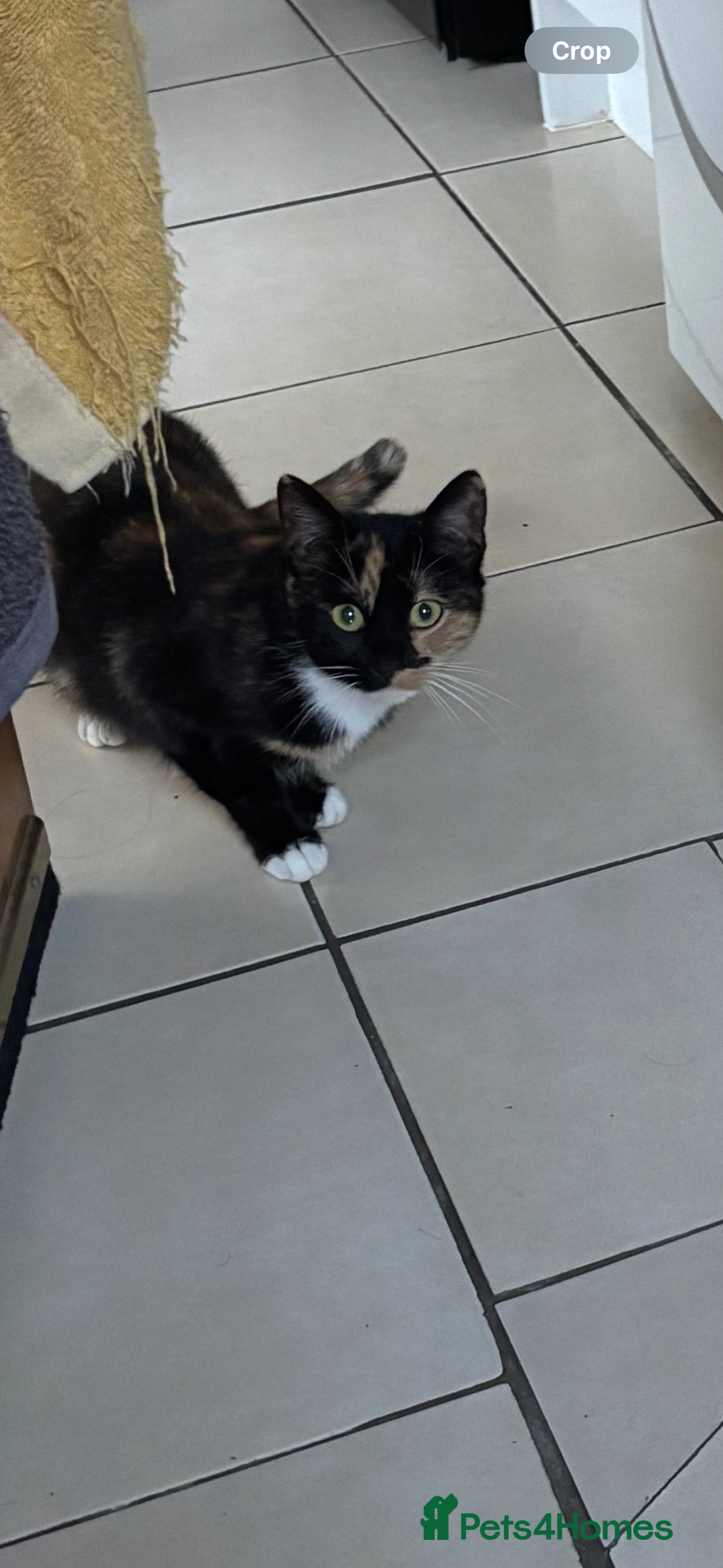 European cats for sale: Kittens for Sale  - Advert 1