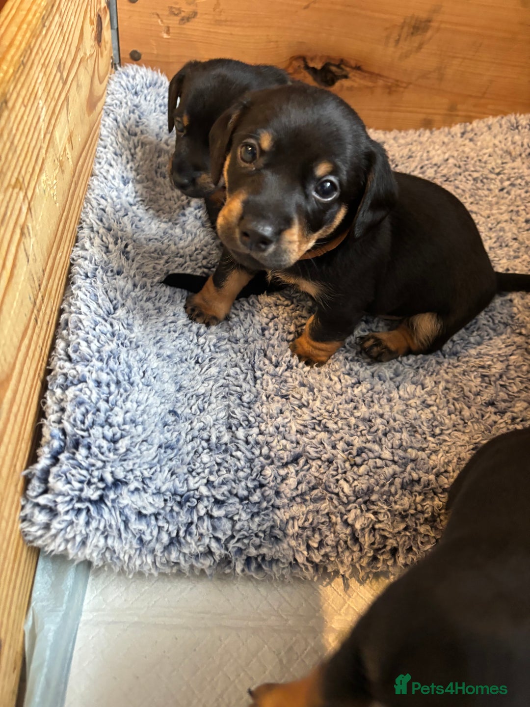 Mixed Breed dogs for sale: Jack Russell x Dachshund - Image 6