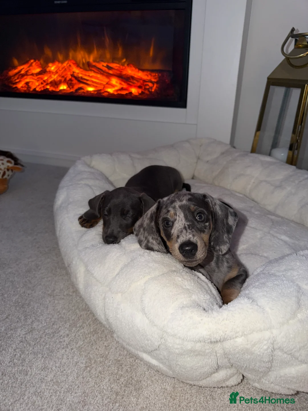 Dachshund dogs for sale: Winnie - Advert 2