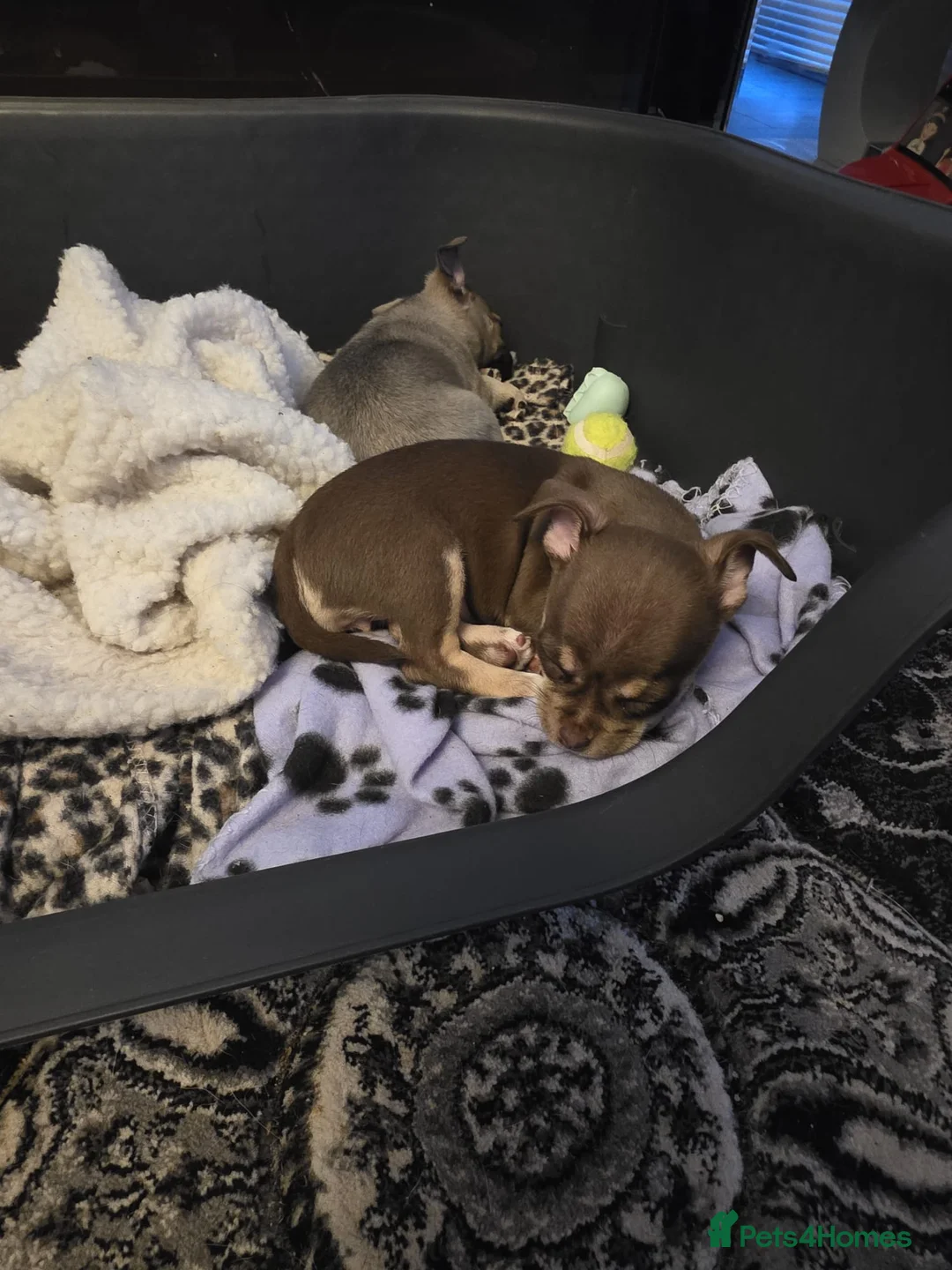 Chihuahua dogs for sale: Chihuahua puppies female x2 - Advert 3