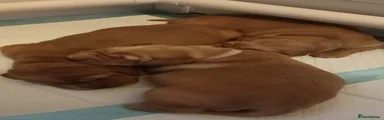 Golden Retriever 2