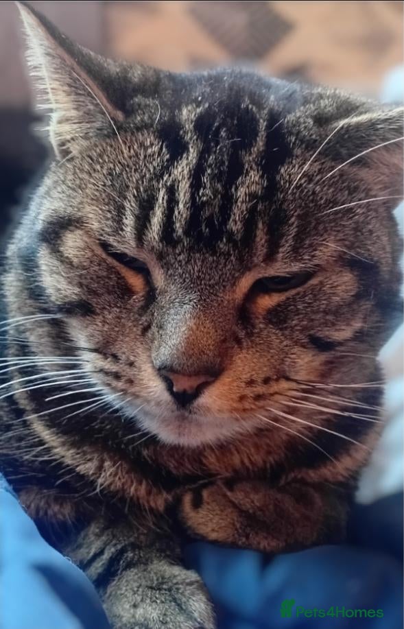 Mixed Breed cats A lovely older lad looking for his forever home  - Advert 12