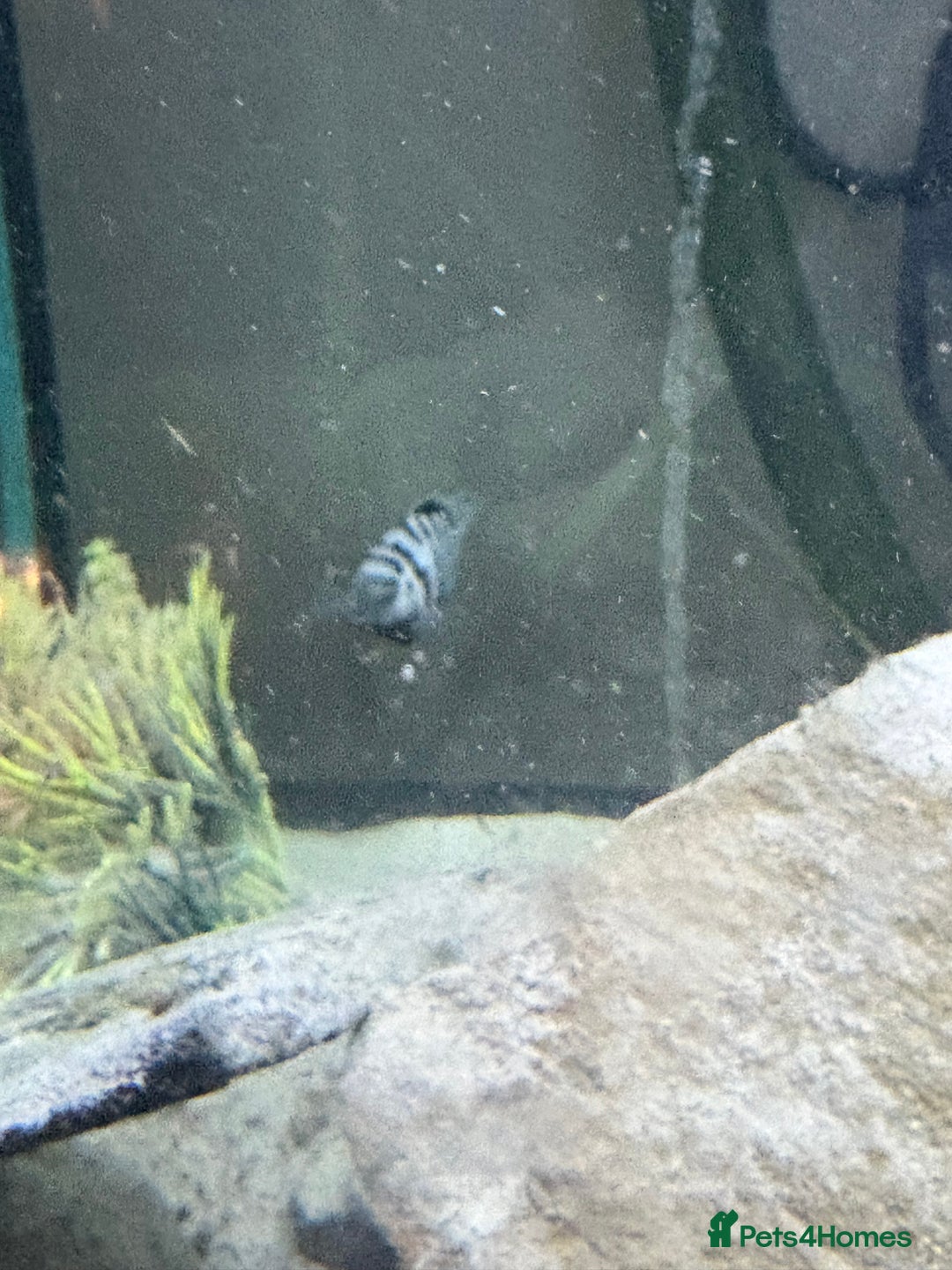 Cichlids fish for sale: Convict cichlids  - Advert 3