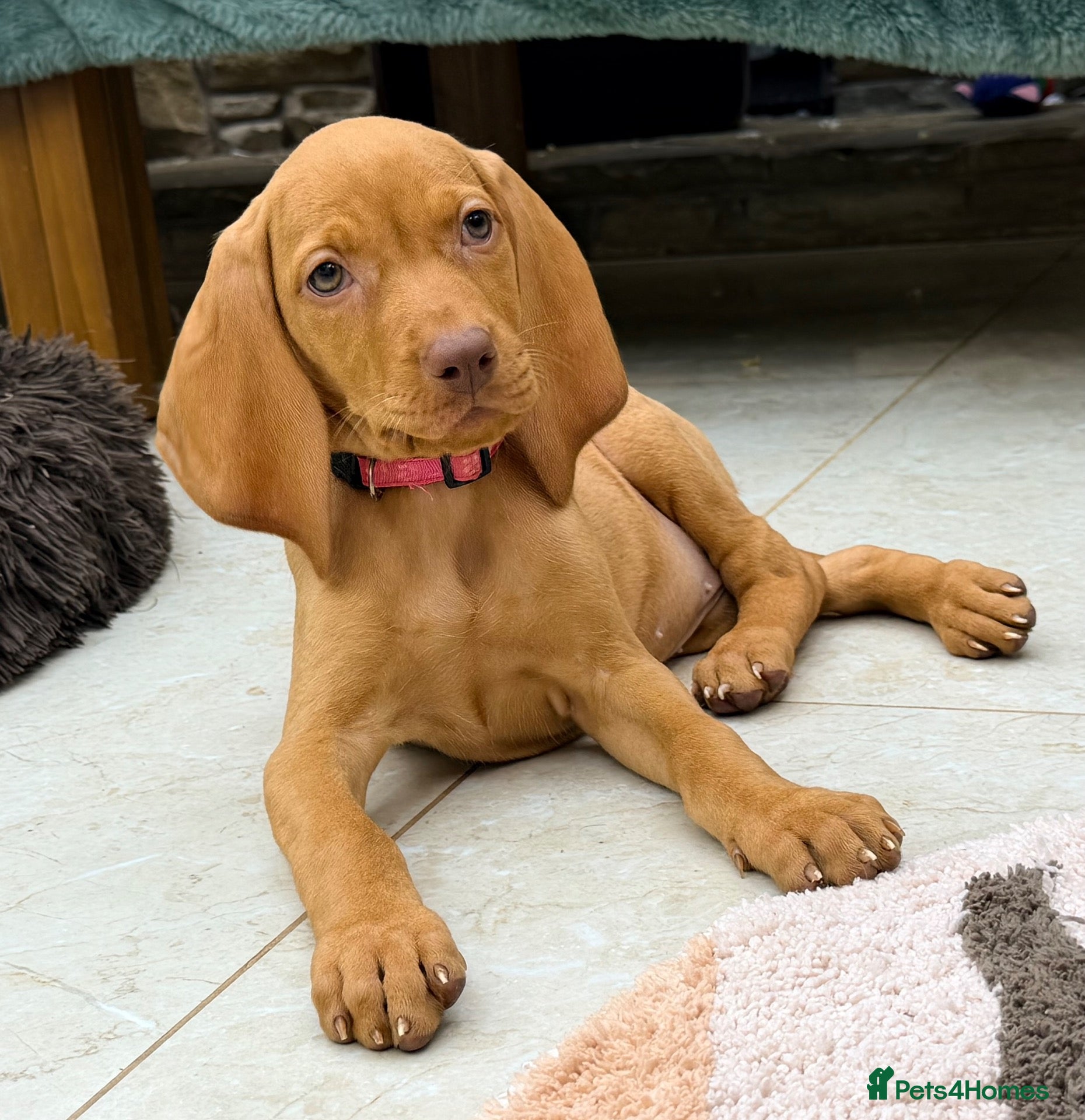 Hungarian Vizsla dogs The Golden Hearted Guardians Chapter🥈 - Advert 2