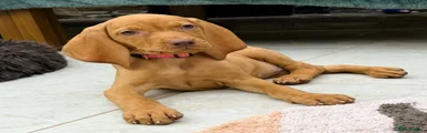 Stella