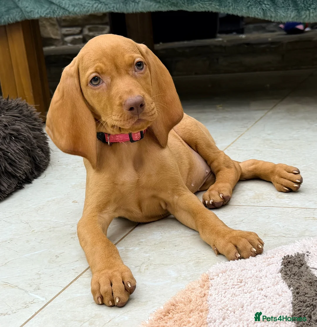 Hungarian Vizsla dogs for sale: The Golden Hearted Guardians Chapter🥈 - Advert 2