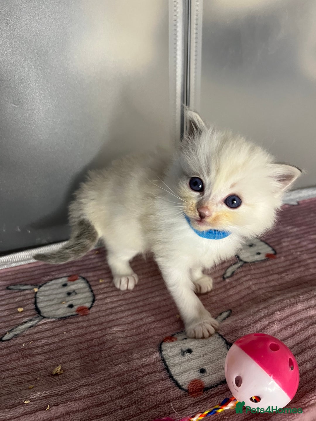 Ragdoll cats for sale: Beautiful pure ragdoll kittens  - Advert 16