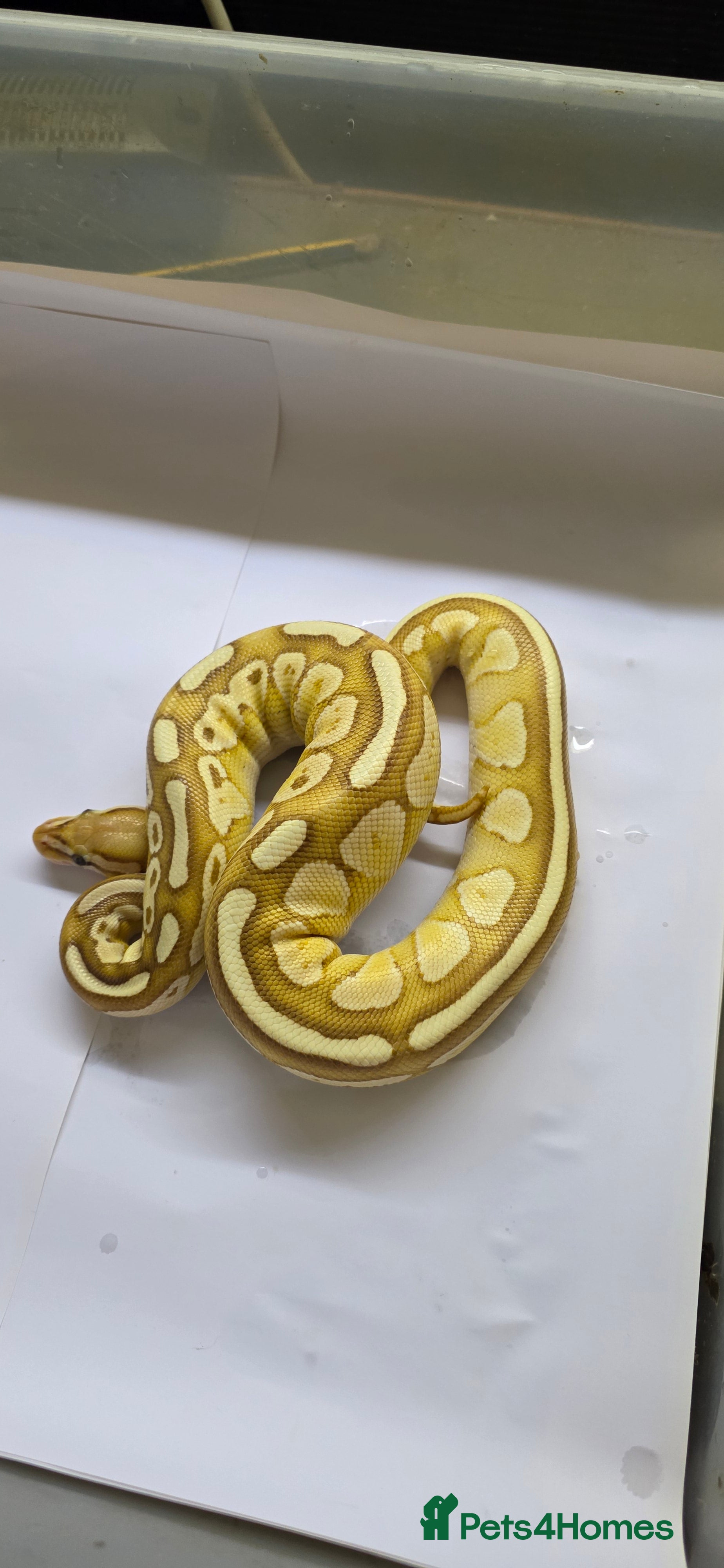 Python Snake reptiles Various ball pythons  - Advert 10