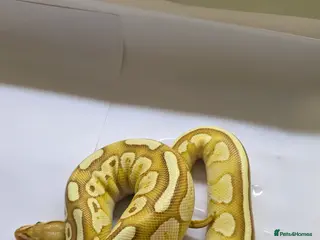 Python Snake reptiles Various ball pythons - Advert 10