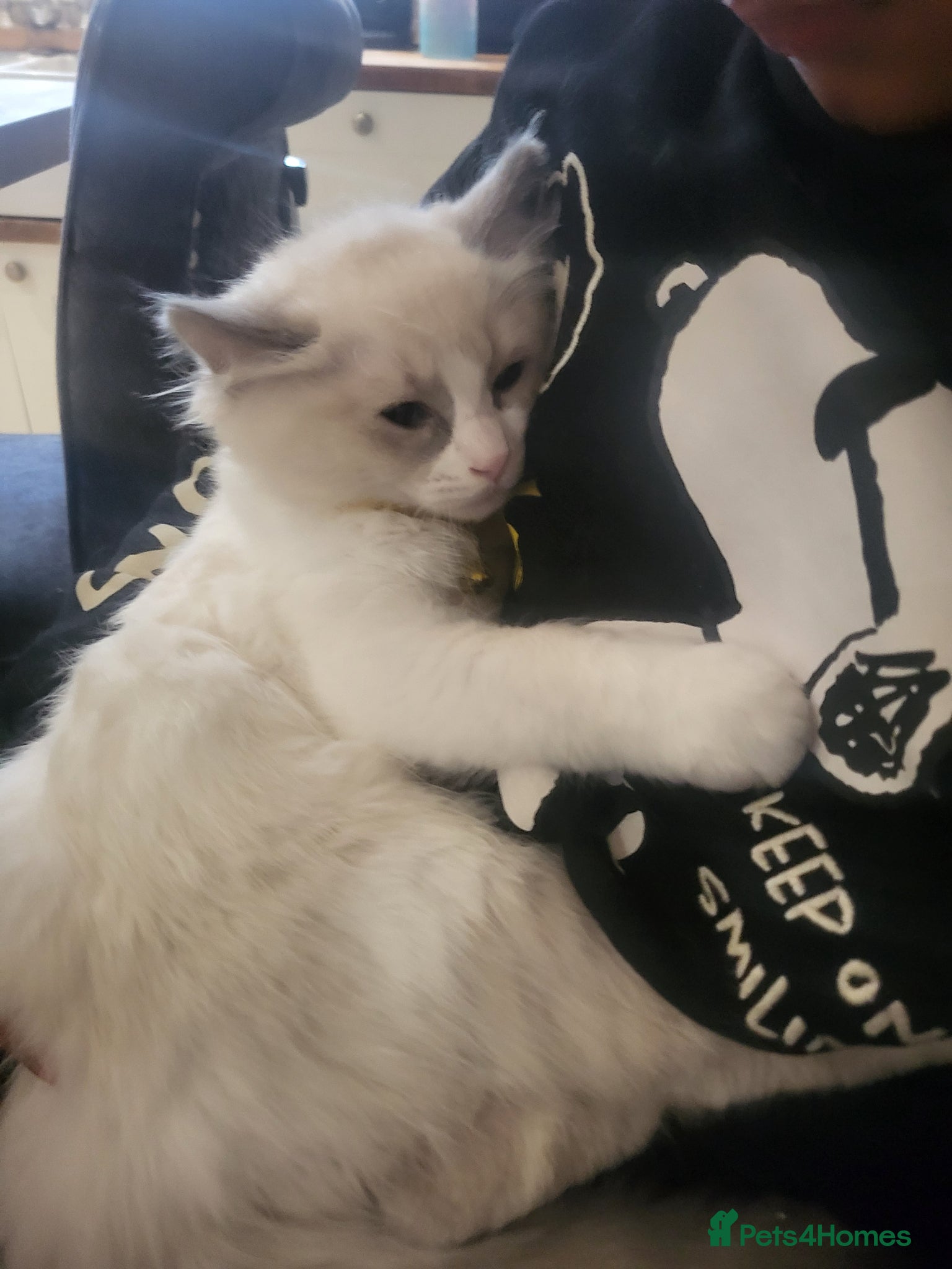 Ragdoll cats Exquisite pure ragdoll kittens  - Advert 2