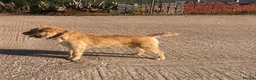 Border Terrier dogs for sale: 3 Border terrier pups kc registered - Advert 10