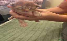 Maine Coon cats for sale: ARIODREAMMAINECOON  - Image 6