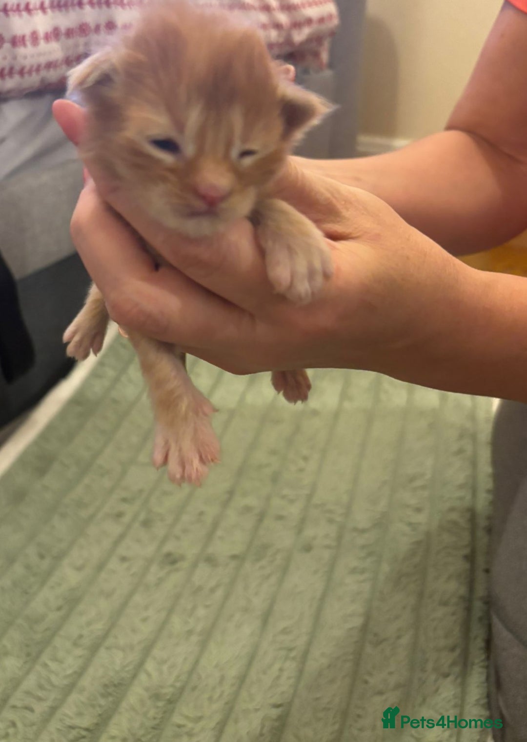 Maine Coon cats for sale: ARIODREAMMAINECOON  - Image 6