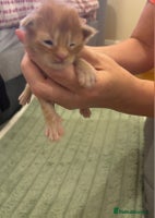 Maine Coon cats - Advert 1