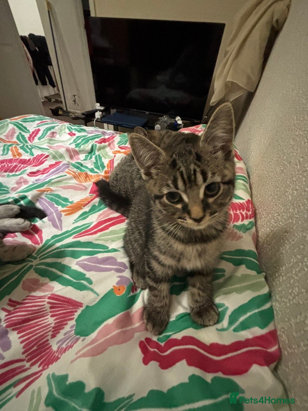 Mixed Breed cats for sale: Tabby female Cat / Persian mix - Image 3