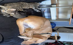 Domestic Shorthair cats for sale: 2 female kittens - Image 4