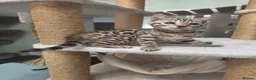 Bengal cats for sale: TICA REGISTERED BROWN ROSETTED BENGAL KITTENS  - Advert 9