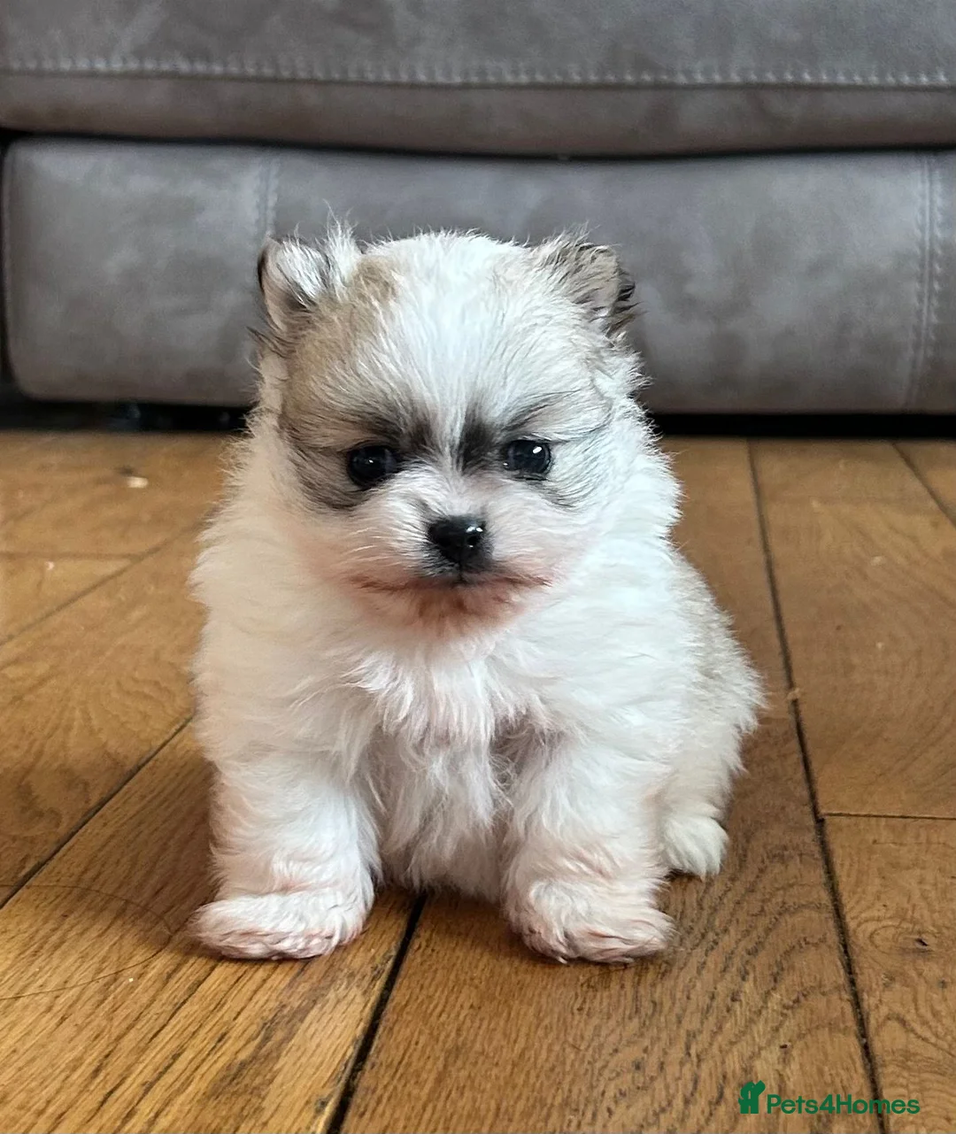 Pomeranian dogs for sale: Gorgeous KC Pomeranians - Advert 1