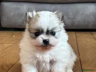 Pomeranian dogs Gorgeous KC Pomeranians - Advert 3