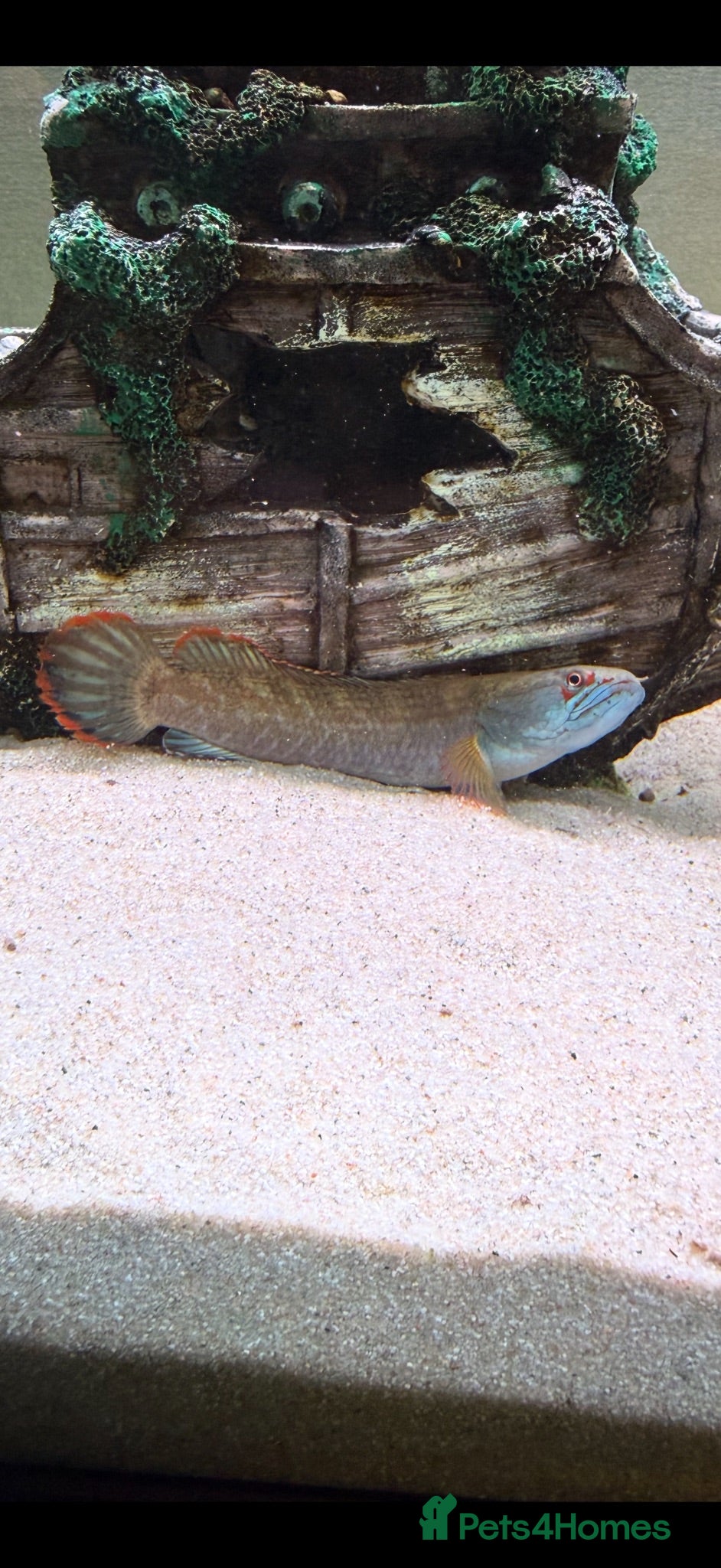 Other/Mixed Breed fish Channa fire and ice snakehead  - Advert 3