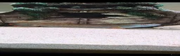 Other/Mixed Breed fish for sale: Channa fire and ice snakehead  in Stalybridge - Advert 1