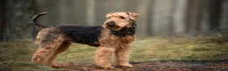 Mixed Breed dogs for sale: Mixed breed - Advert 6