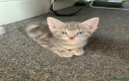 Mixed Breed cats for sale: Last little boy - Image 1
