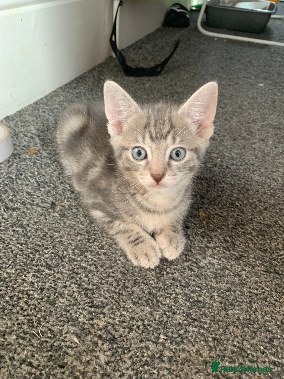 Mixed Breed cats for sale: Last little boy - Image 1