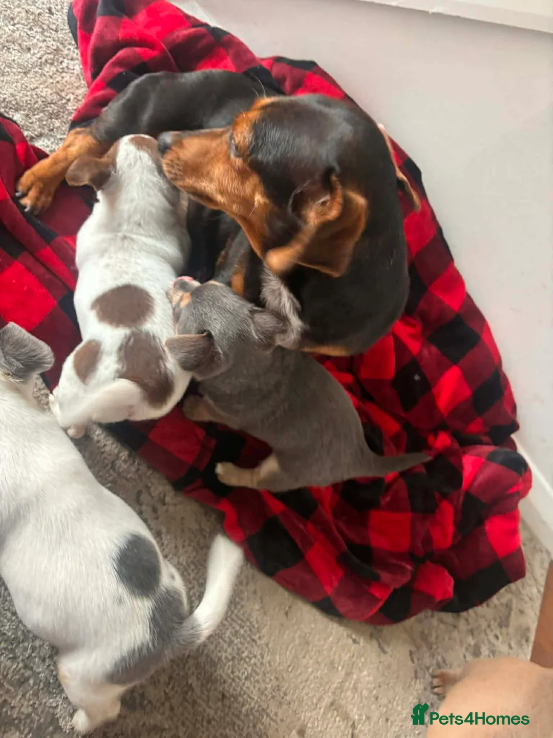 Chiweenie dogs for sale: Chiweenies pups  in Crowthorne - Advert 1