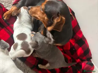 Chiweenie dogs Chiweenies pups - Advert 11