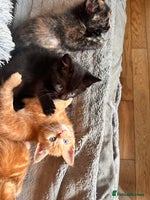 Ragdoll cats - Advert 11