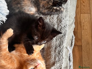 Ragdoll cats - Advert 21