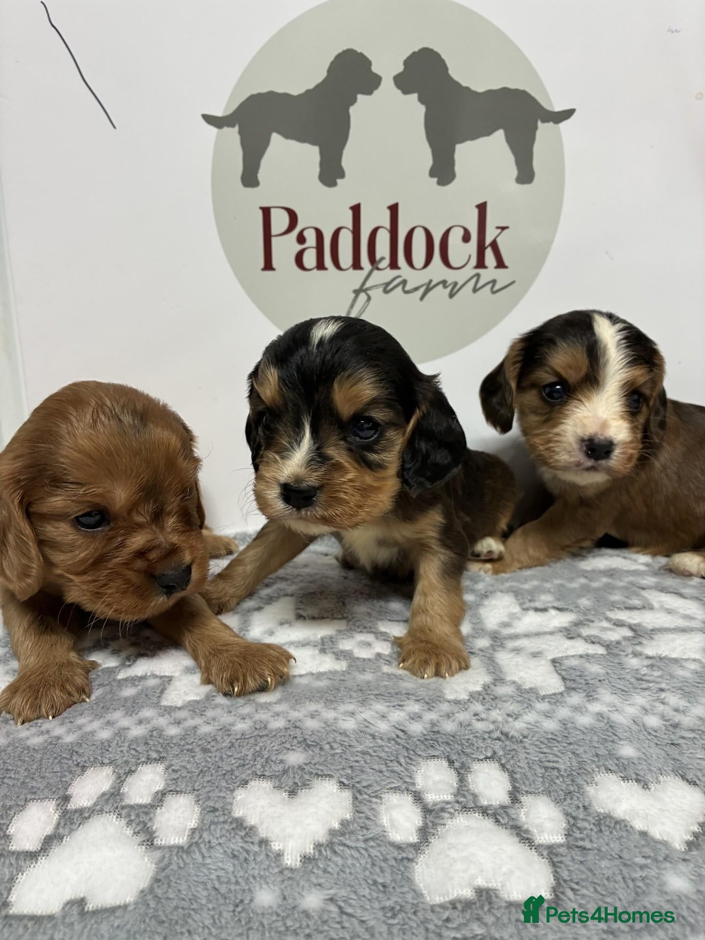 Cockalier dogs ✨ Superb Cockalier Puppies ✨ - Advert 1