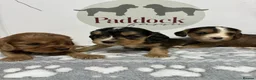 Cockalier dogs for sale: ✨ Superb Cockalier Puppies ✨ - Advert 1
