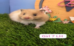Hamster rodents for sale: Syrian Hamster Babies Males Females Pedigree  - Advert 9