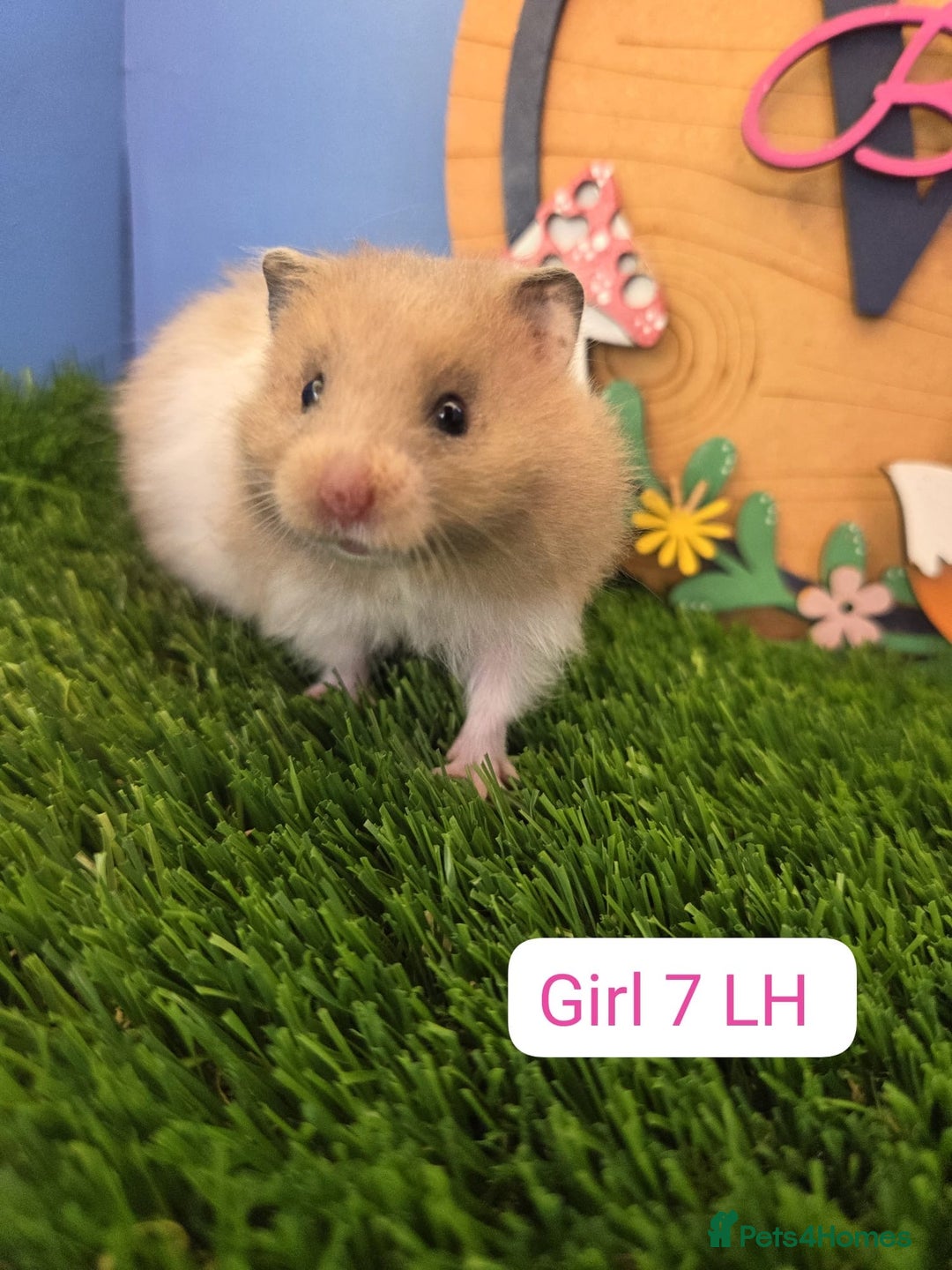 Hamster rodents for sale: Syrian Hamster Babies Males Females Pedigree  - Advert 9