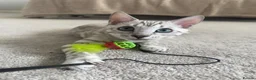 Bengal cats for sale: Beautiful Health Tested Bengals in Kidderminster - Advert 5