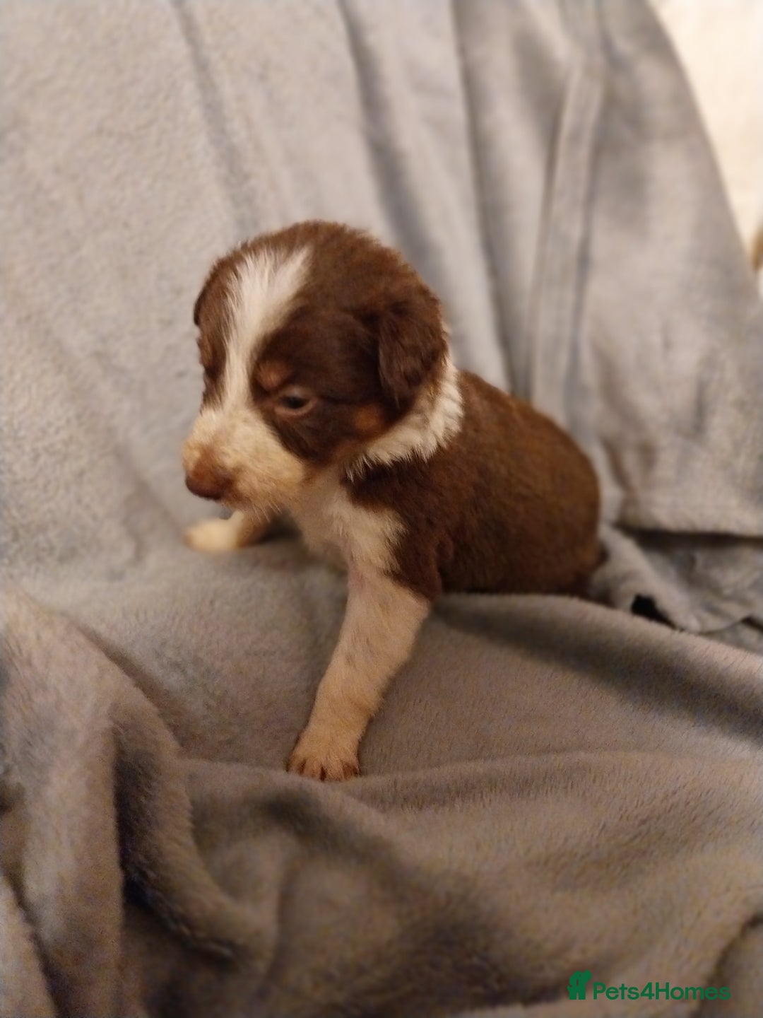 Border Collie dogs for sale: Beautiful border collie puppies - Advert 5