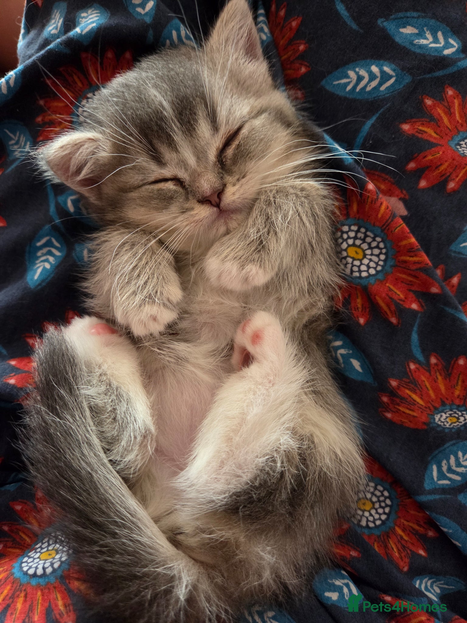 Ragdoll cats 💖 2 Beautiful Kittens 💖 - Advert 11