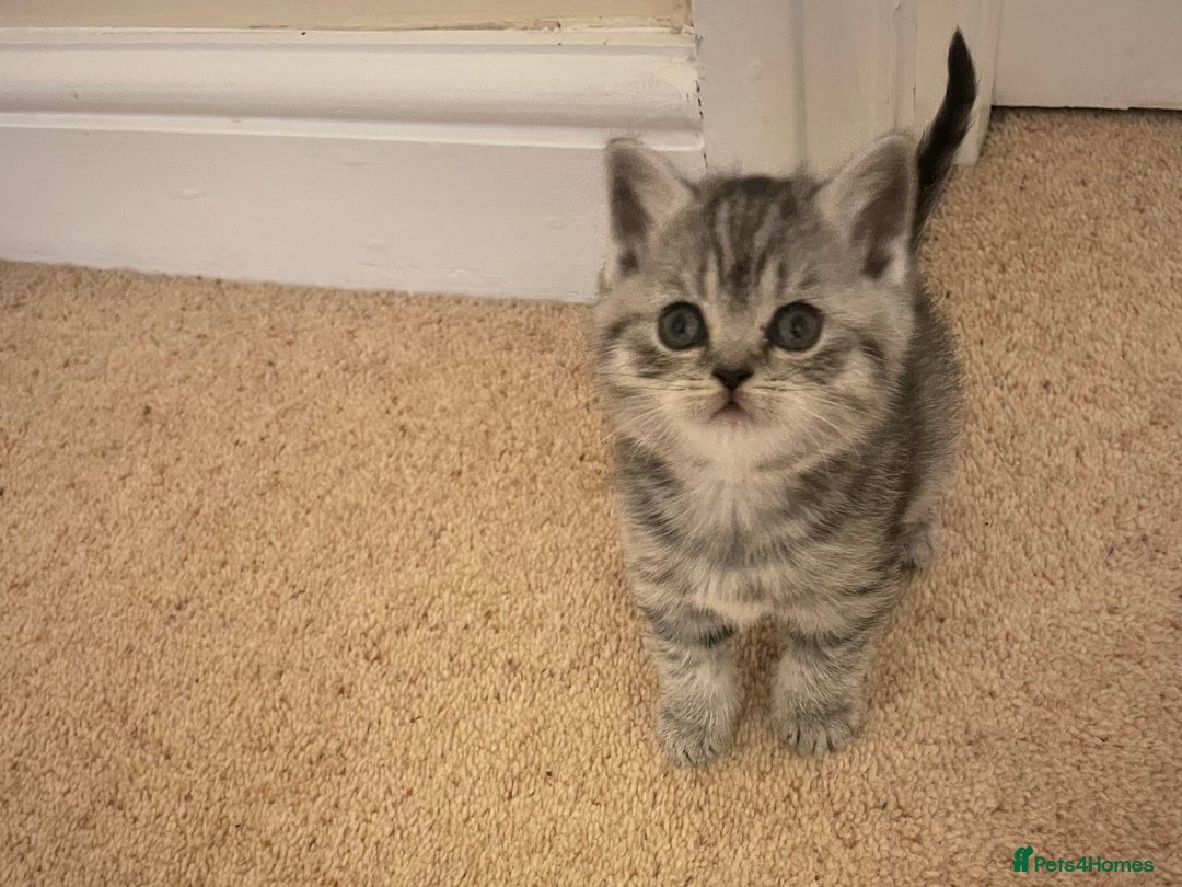 British Shorthair cats for sale: GCCF reg silver British Shorthaired kittens  - Image 12