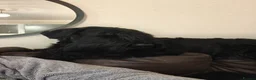 Giant Schnauzer dogs for sale: Giant Schnauzer Puppies - IKC Champion Bloodlines - Advert 8