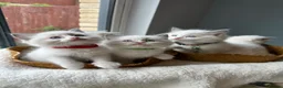 Ragdoll cats for sale:  TICA Quality Beautiful ragdoll kittens 😻🌟 - Advert 6