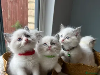 Ragdoll cats TICA Quality Beautiful ragdoll kittens 😻🌟 - Advert 13