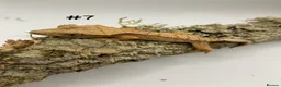 Gecko reptiles for sale: Adult + Juvenile Crested Geckos inc. Lilly Whites - Advert 13