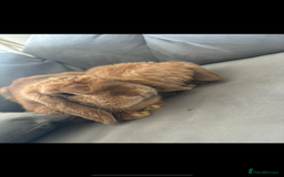 Mini Lop rabbits for sale: Mother & son stunning Mini Lops 3.5yr & 1 year old - Image 2